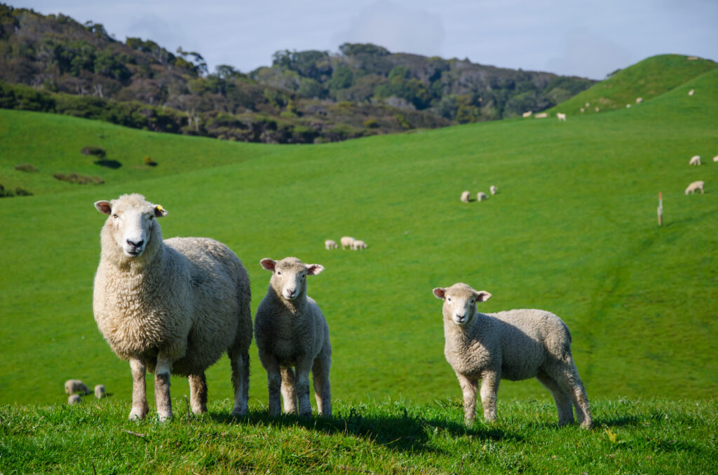 expeller soja para cabras y ovejas